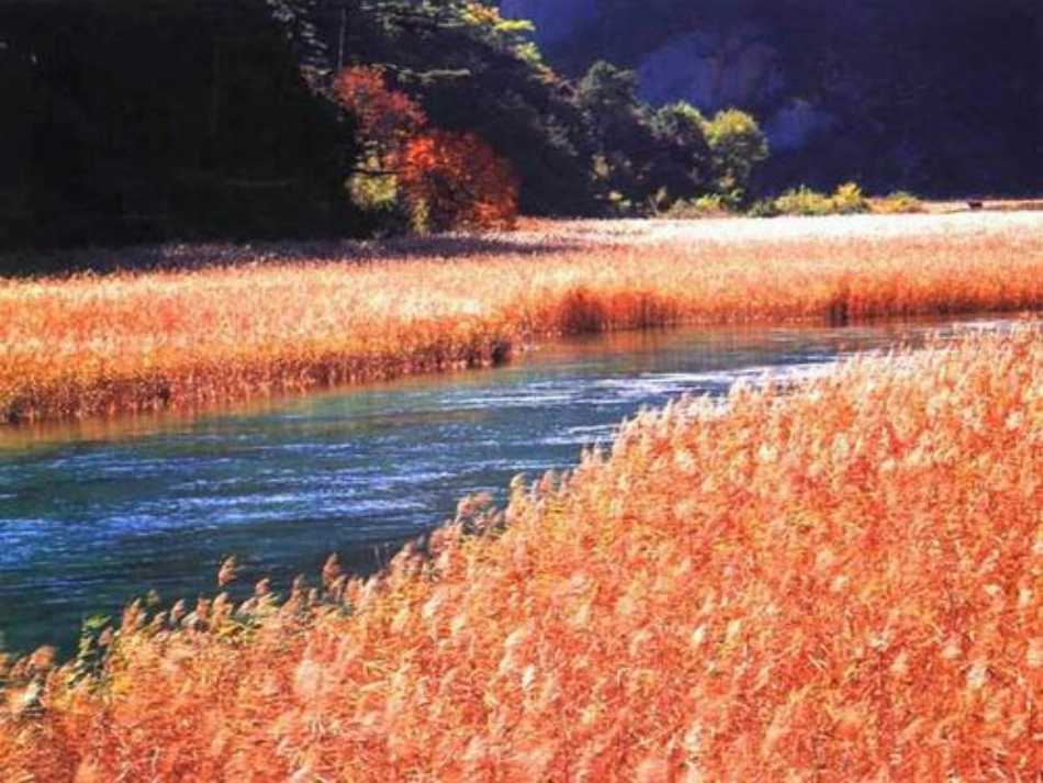 《芦花荡》优秀课件_第3页