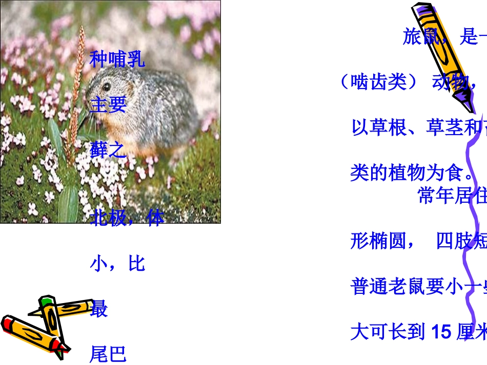 旅鼠之谜定课件_第3页