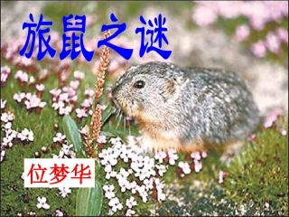 旅鼠之谜定课件