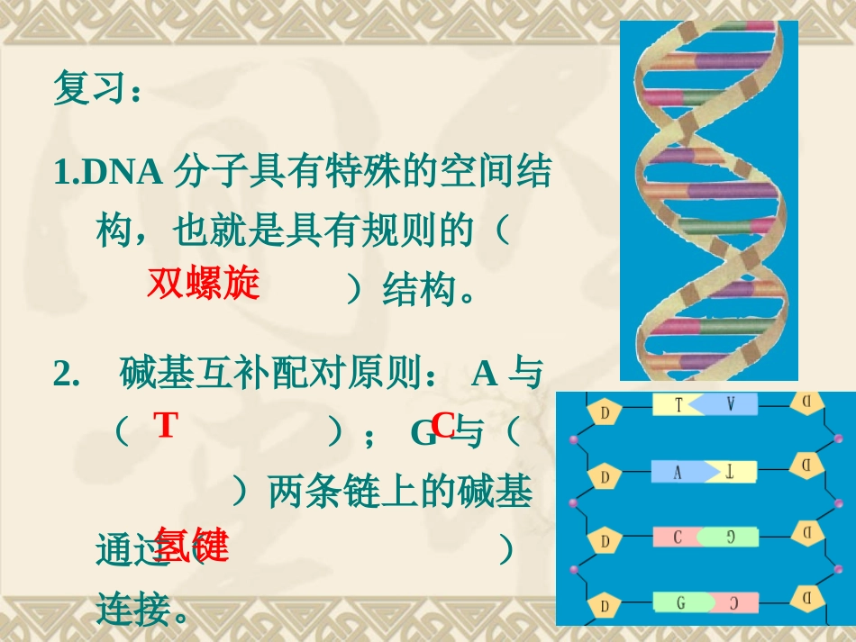 人教版必修二第3章第3节DNA的复制（共34张PPT）_第2页