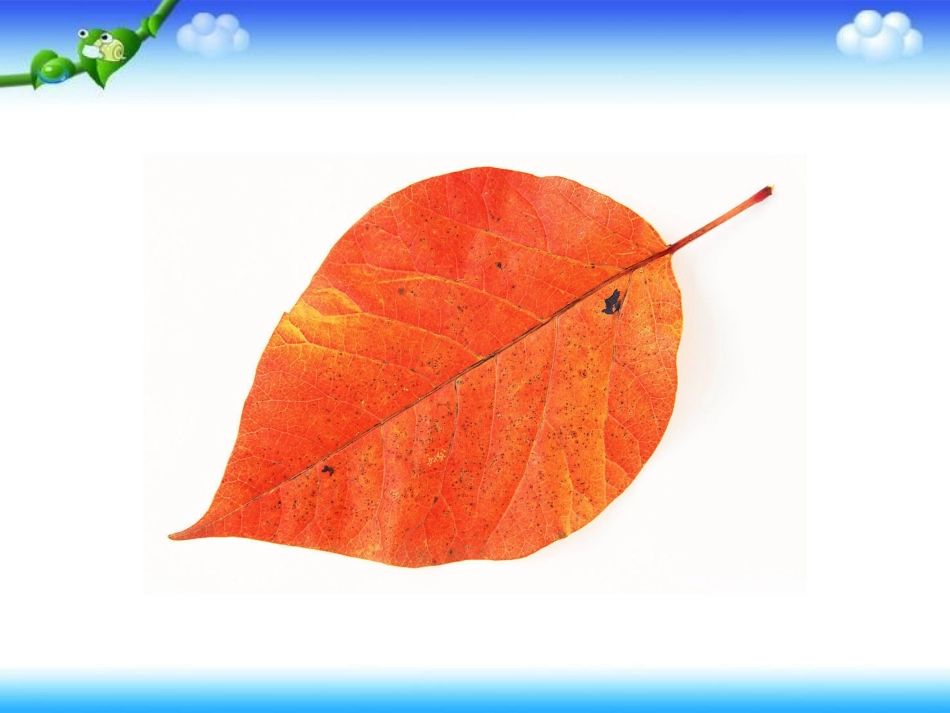 三年级数学北师大《什么是面积》_第1页