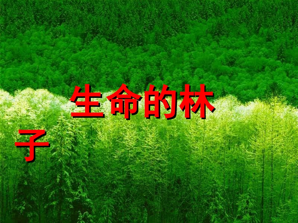 六年级语文生命的林子课件_第1页