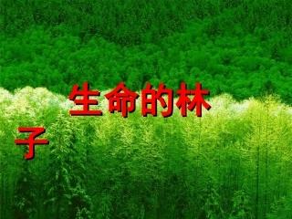 六年级语文生命的林子课件