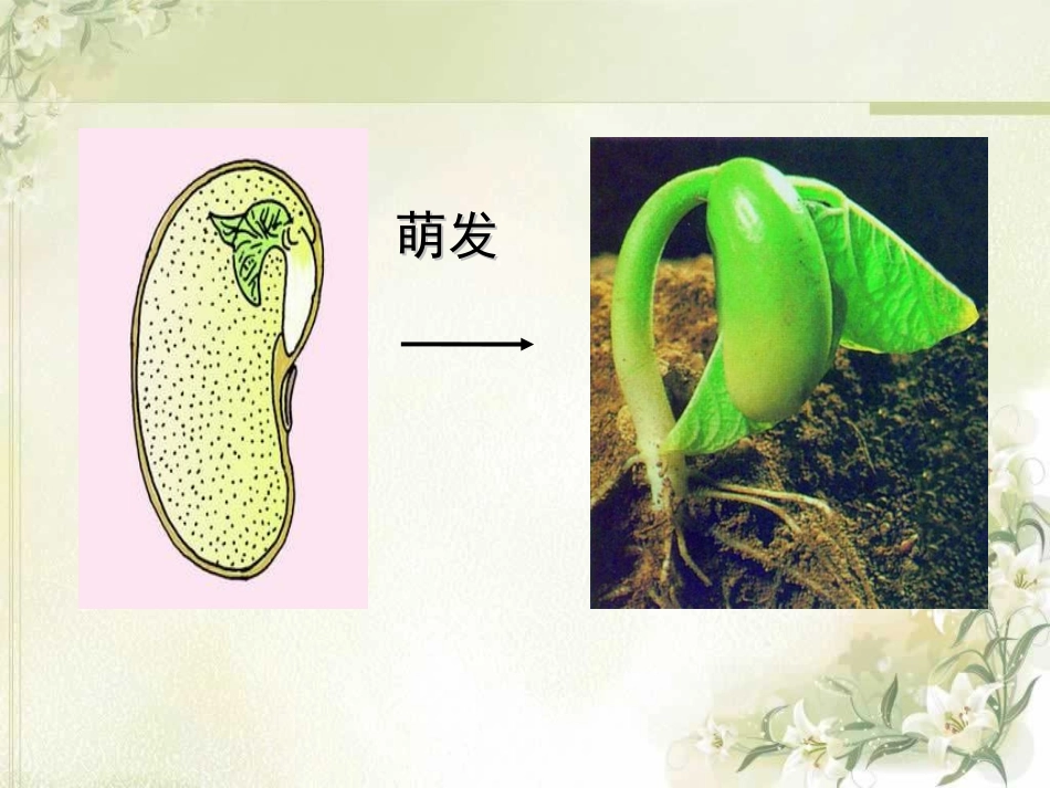 植株的生长___20121128_第1页