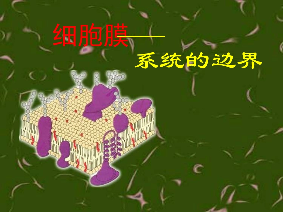 细胞膜系统的边界_第3页