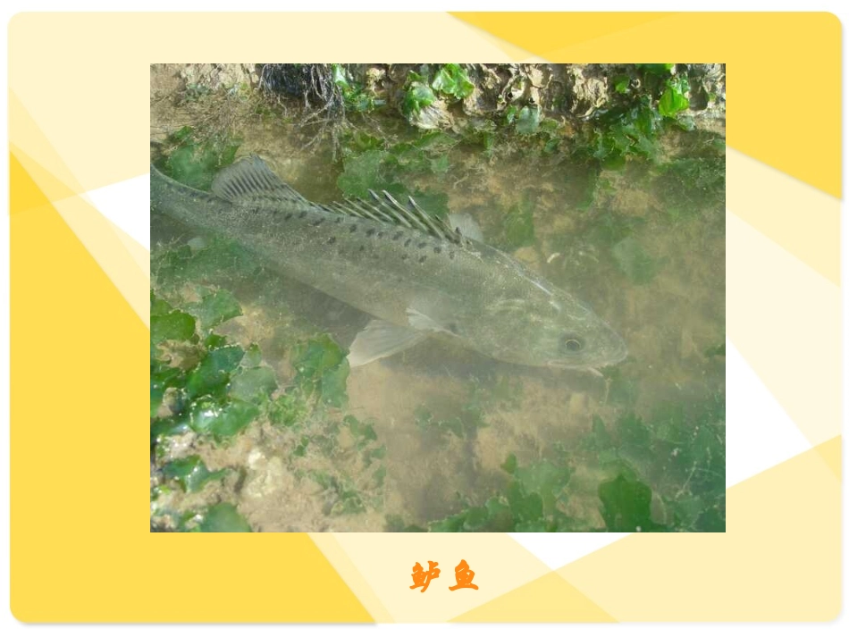 钓鱼的启示 课件_第2页