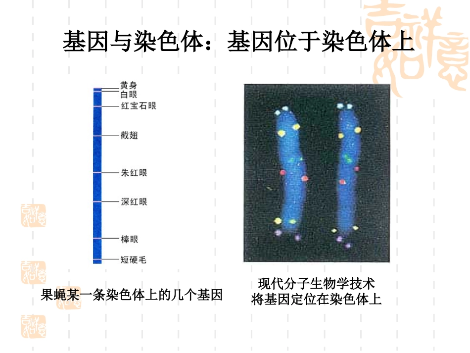 【生物】34基因是有遗传效应的DNA片段课件2（人教版必修2）_第2页