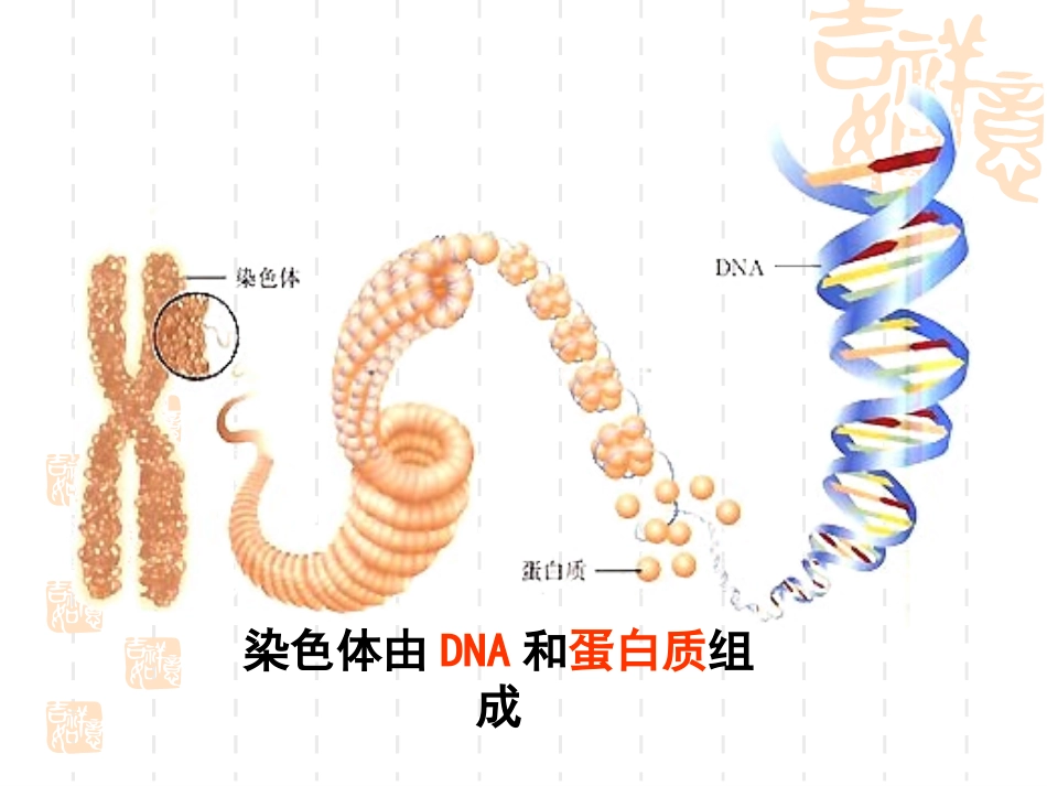 【生物】34基因是有遗传效应的DNA片段课件2（人教版必修2）_第3页