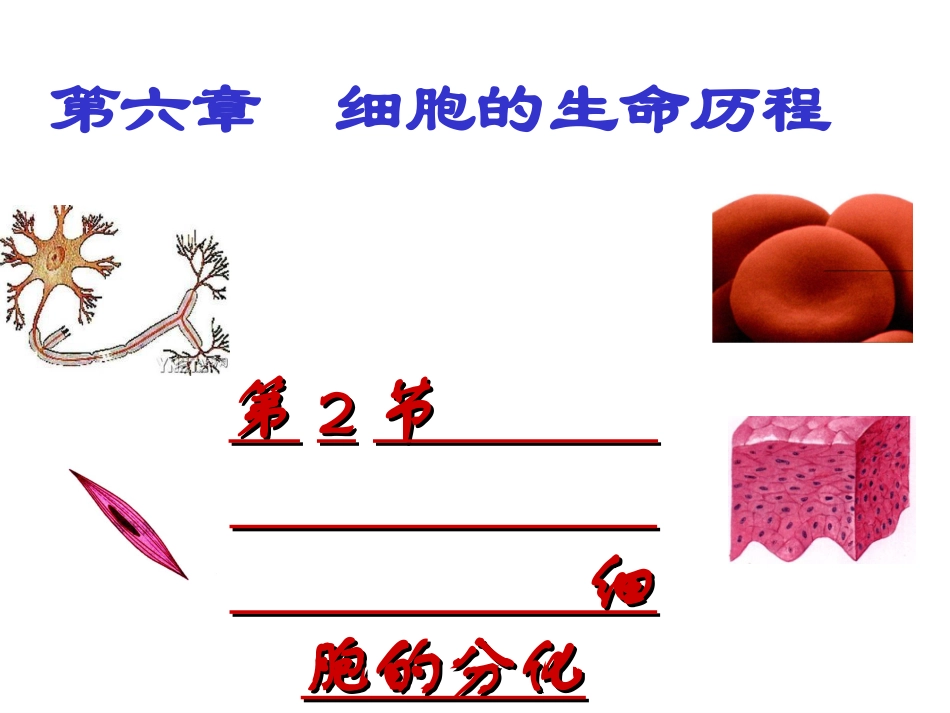 细胞的分化、衰老、癌变_第1页