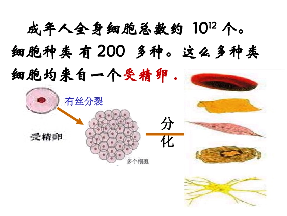 细胞的分化、衰老、癌变_第3页
