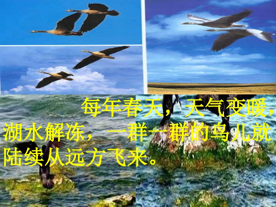 鸟岛PPT课件_第3页