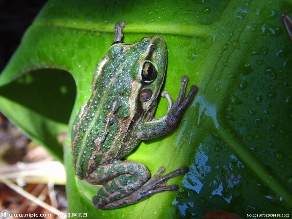 《小蝌蚪变青蛙》PPT_第3页