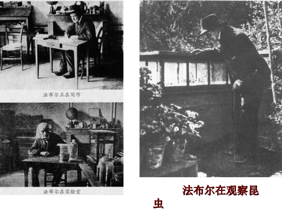 七年级语文上册23绿色蝈蝈课件（新版）新人教版_第3页