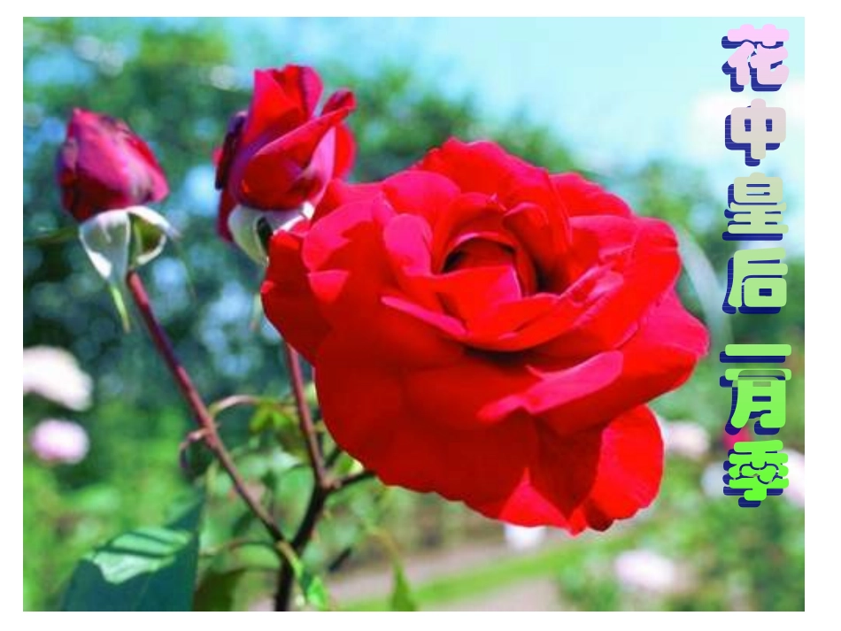 初中生物《植物的开花和结果》课件_第3页