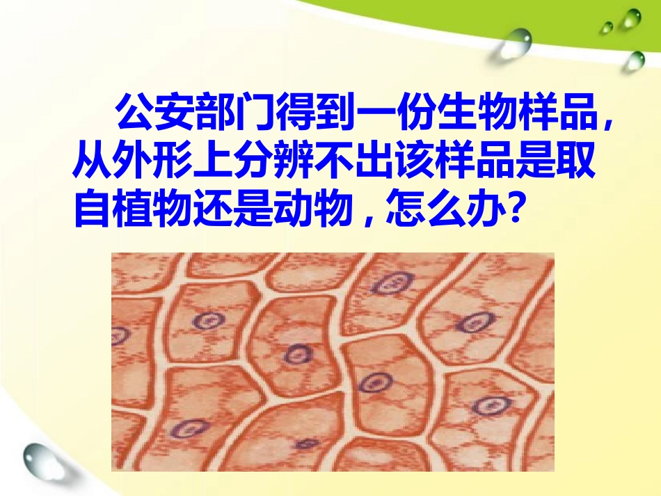 动植物细胞结构的比较4_第2页