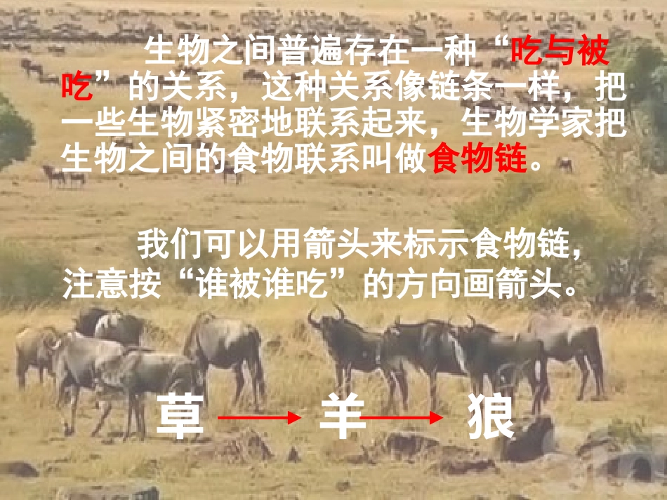 科学六下《有趣的食物链》PPT课件16_第3页