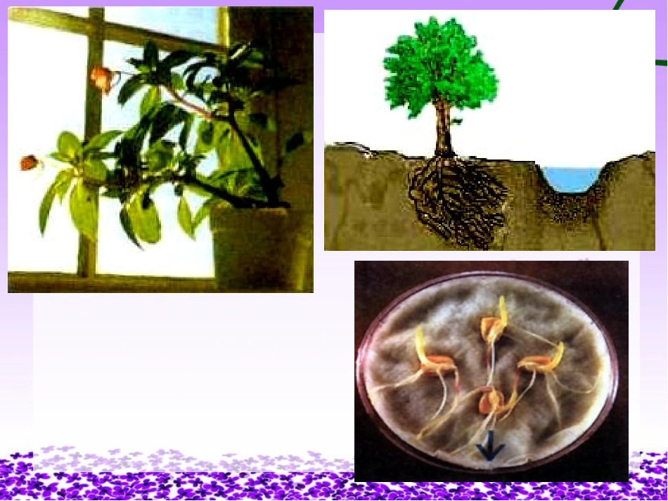 植物生长素的发现_第2页