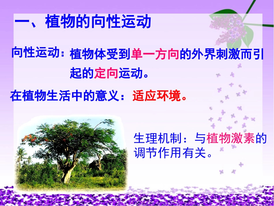 植物生长素的发现_第3页