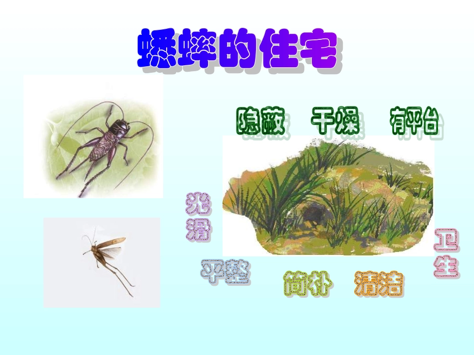 四年级语文蟋蟀的住宅杨凤珍_第2页