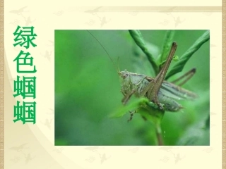 《绿色蝈蝈》参考课件1