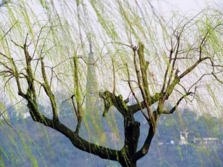 《春》[1]