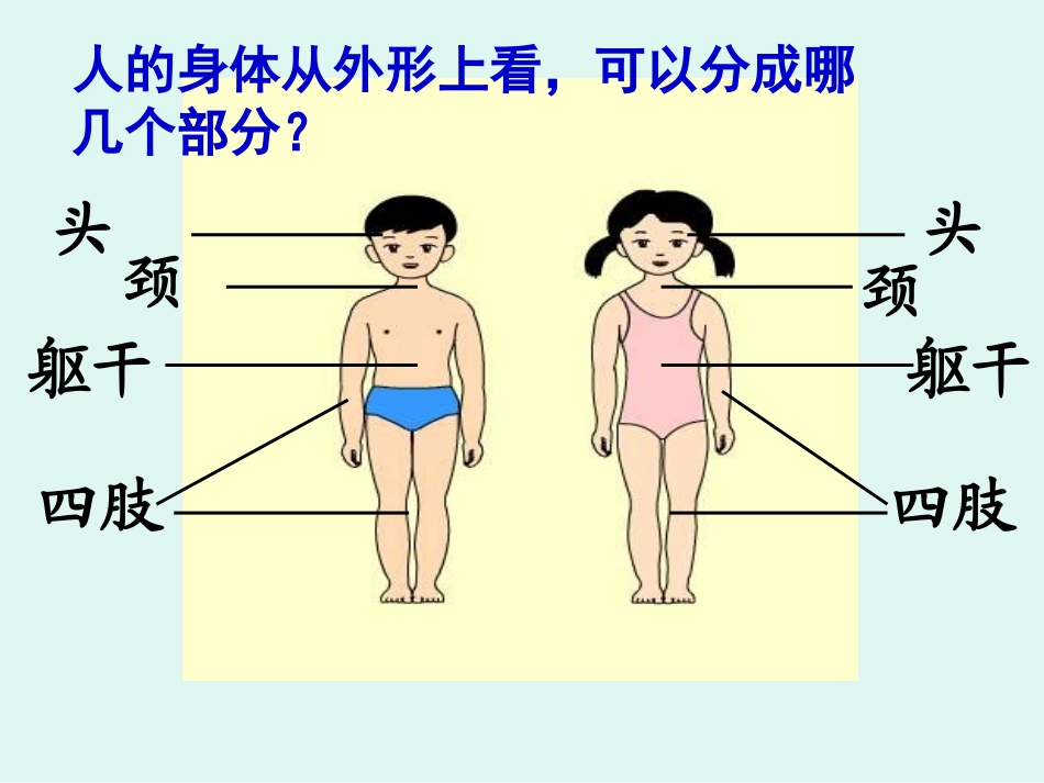科学《身体的结构》_第3页