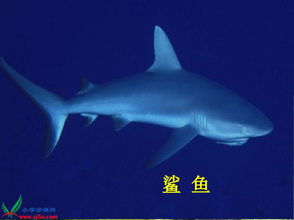 湘美版小学美术二年级下册《海底世界》PPT课件_第3页