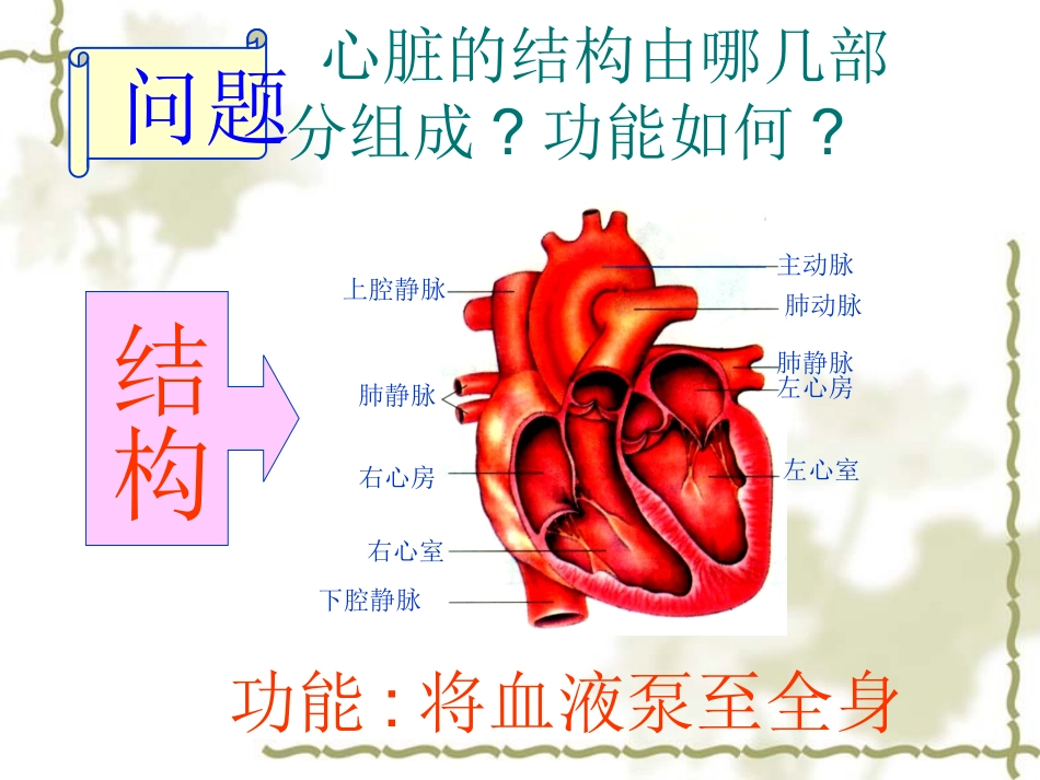 人体内的血液循环_第3页