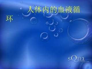 人体内的血液循环