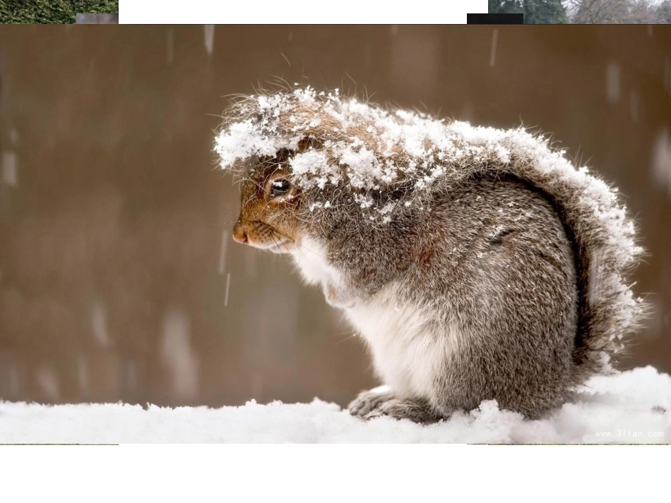 小班语言小松鼠的伞_第2页