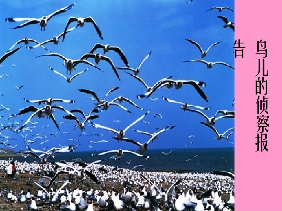 鸟儿的侦察报告课件2_第1页