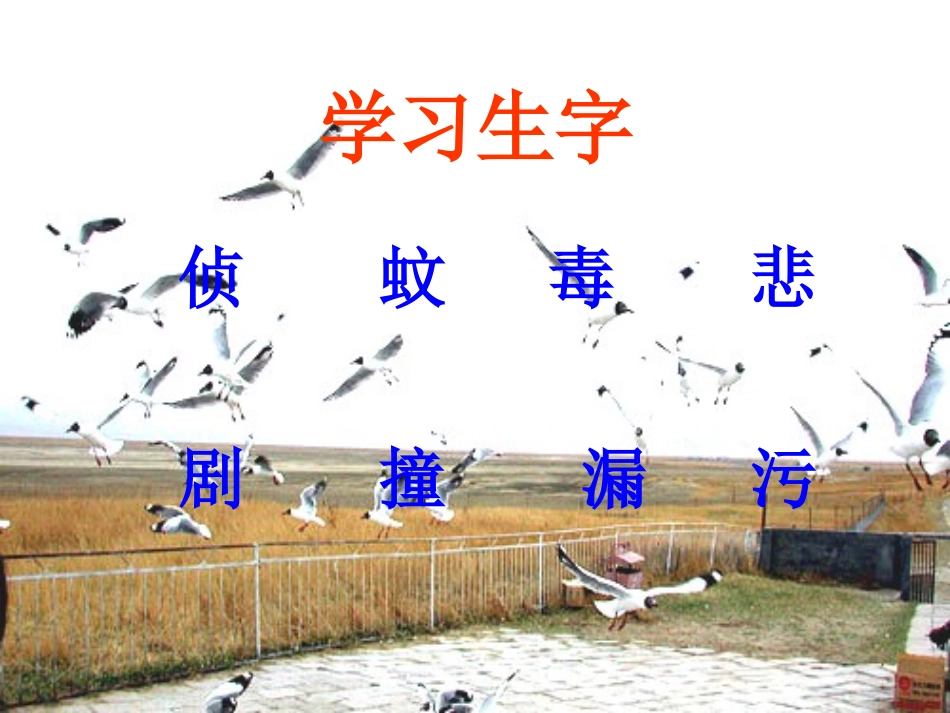 鸟儿的侦察报告课件2_第2页