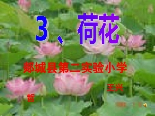 荷花2 (2)