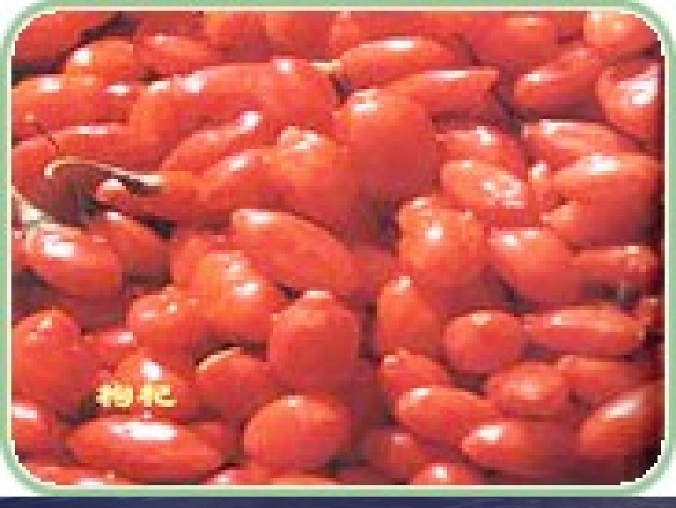 《三颗枸杞豆》课件2_第2页
