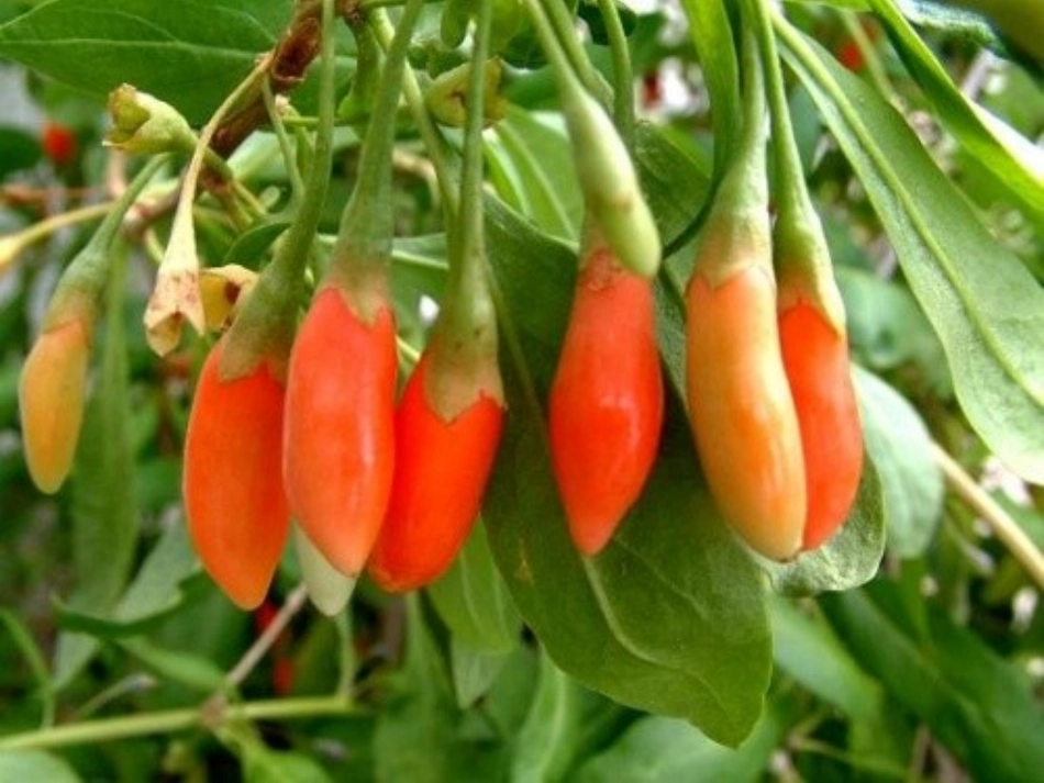 《三颗枸杞豆》课件2_第3页