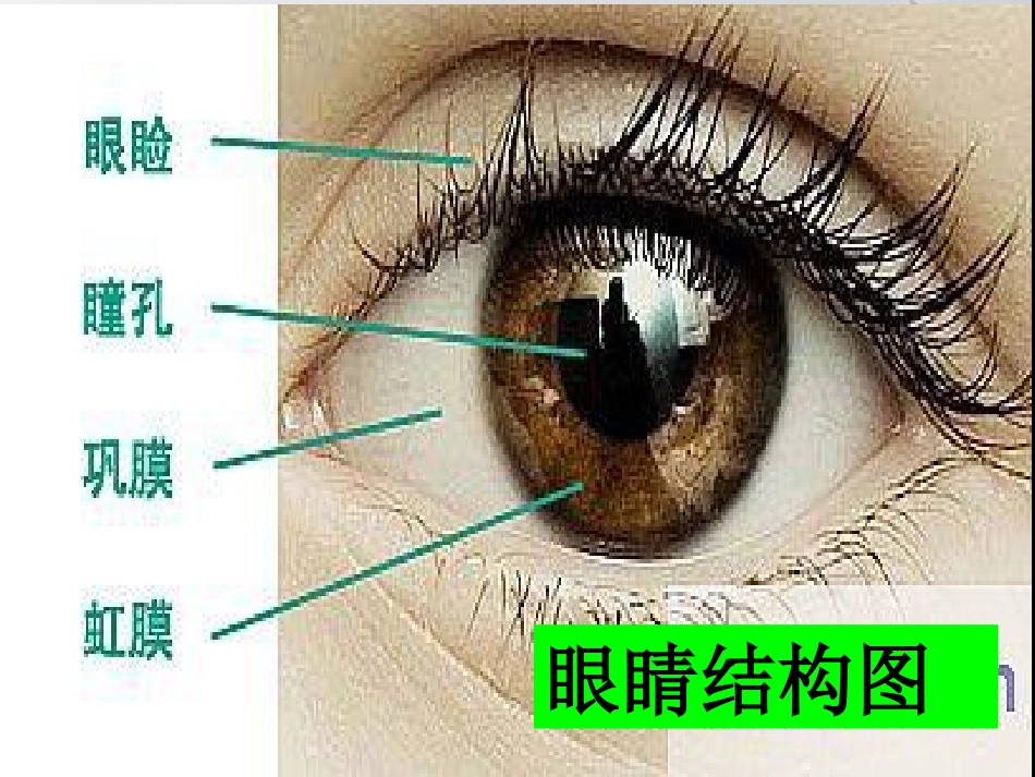 下大班眼睛的秘密_第2页