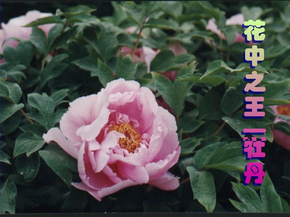 植物的开花和结果PPT_第1页