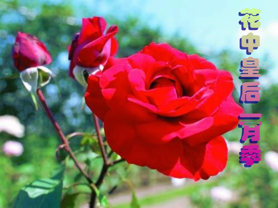 植物的开花和结果PPT_第2页