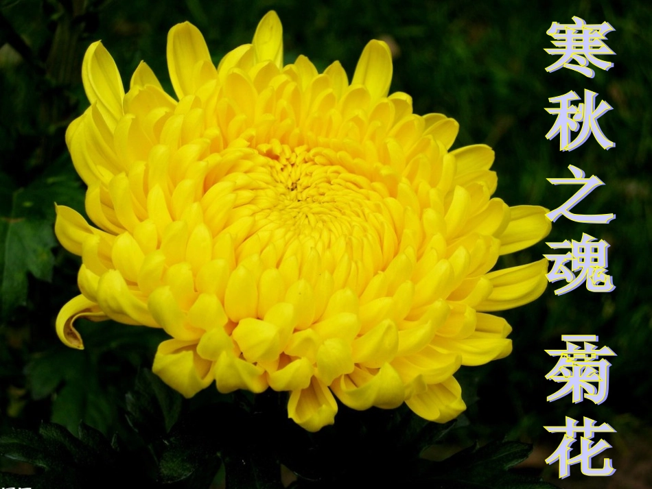 植物的开花和结果PPT_第3页