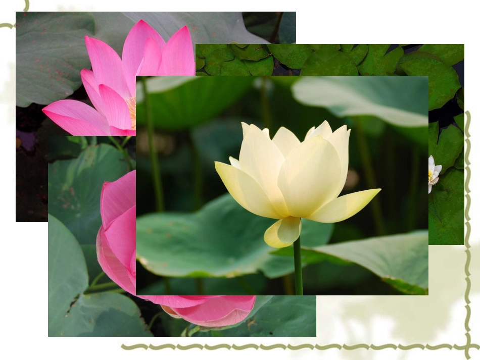 《小池》课件【8号】_第1页