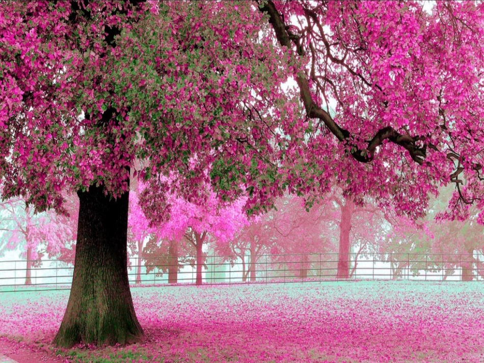 初中二年级生物下册第22章物种的多样性第2节植物的主要类群第一课时课件_第2页