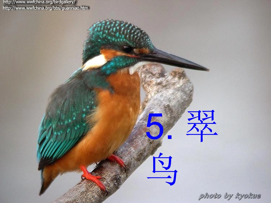 语文S版三年级下册第五课《翠鸟》课件_第1页