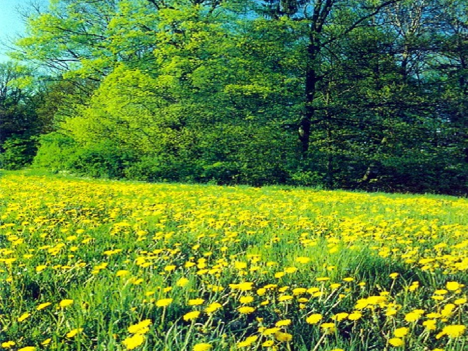 柳树醒了课件1 (3)_第3页