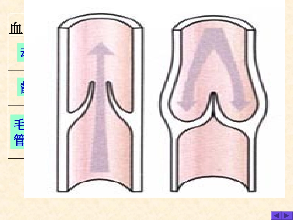人体的血液循环_第3页