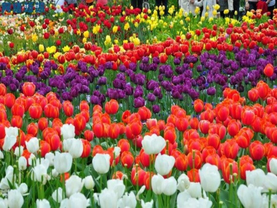 《牧场之国》课件（胡光丽）_第2页