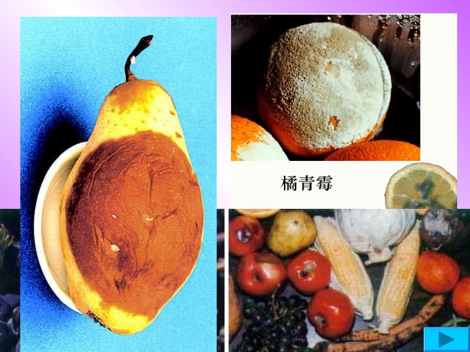 细菌和真菌的分布3_第2页