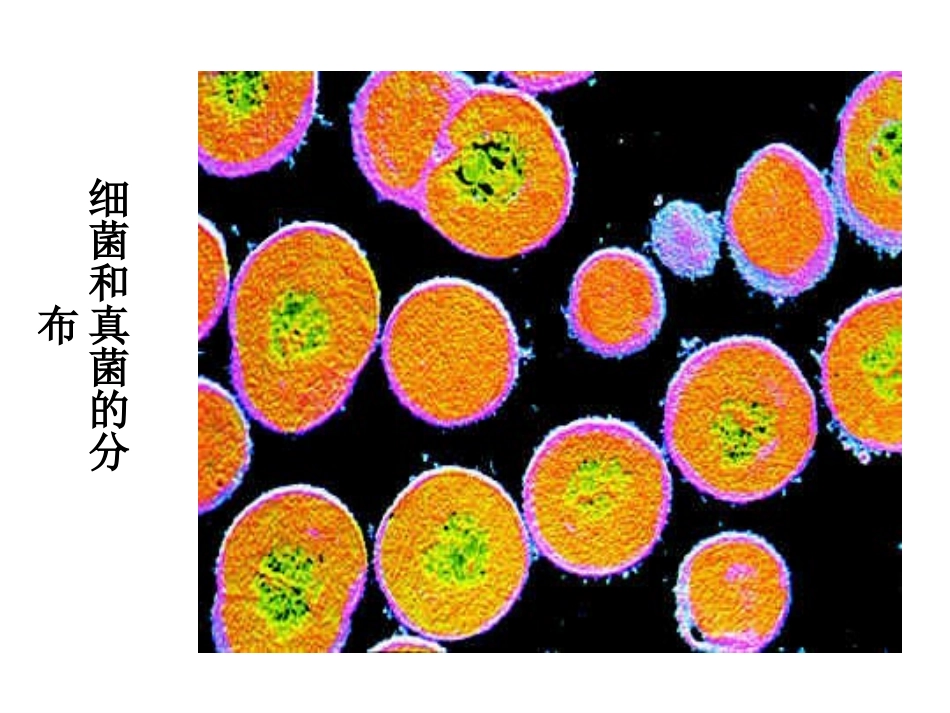 细菌和真菌的分布3_第3页