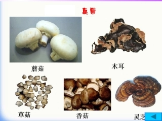 细菌和真菌的分布3