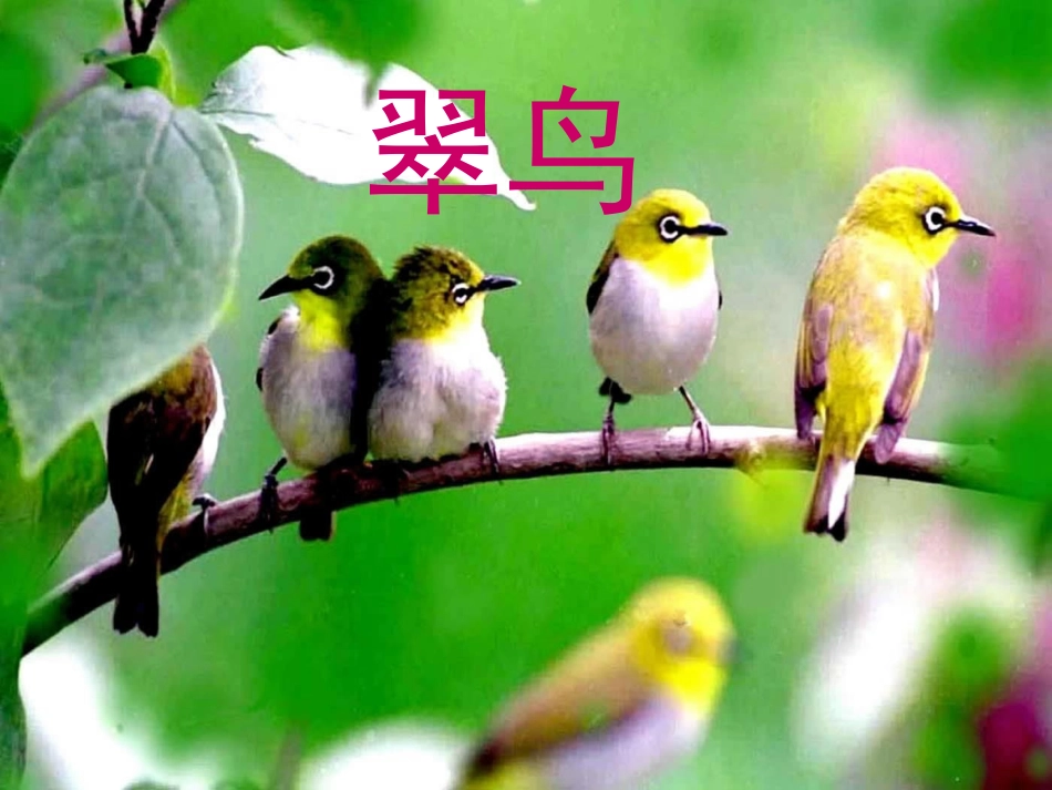《翠鸟》课件 (2)_第1页