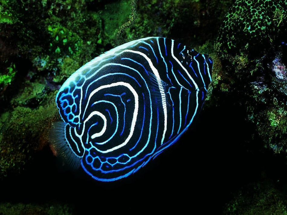 湘美版小学美术一年级上册《穿花衣的热带鱼》课件_第3页